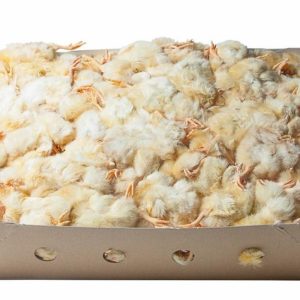 Poussins 10kg