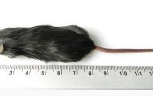 Souris taille normale 1kg